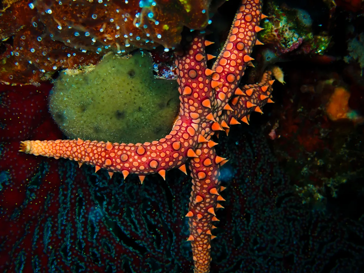Egyptian Sea Star