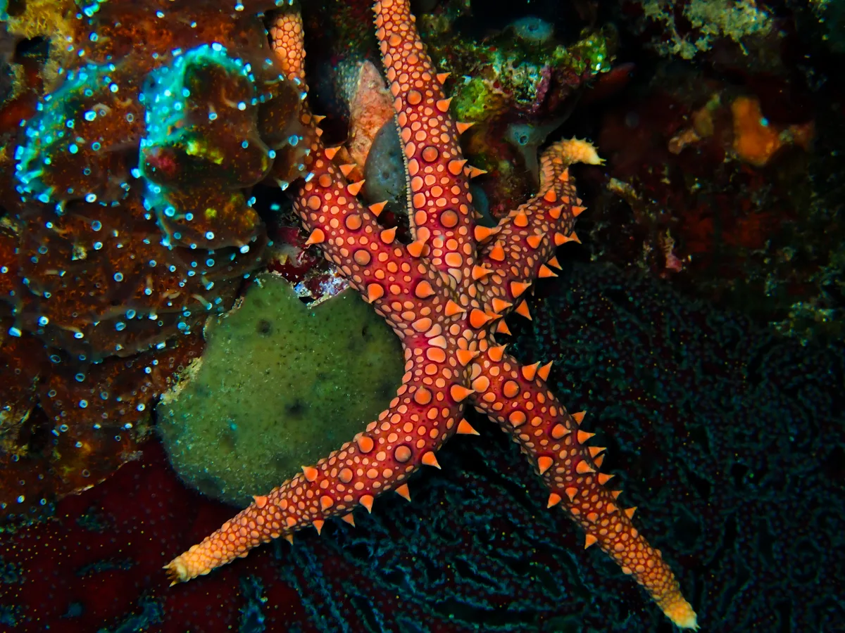 Egyptian Sea Star