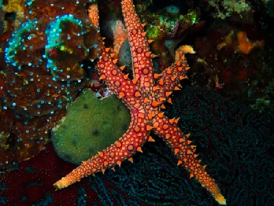 Egyptian Sea Star