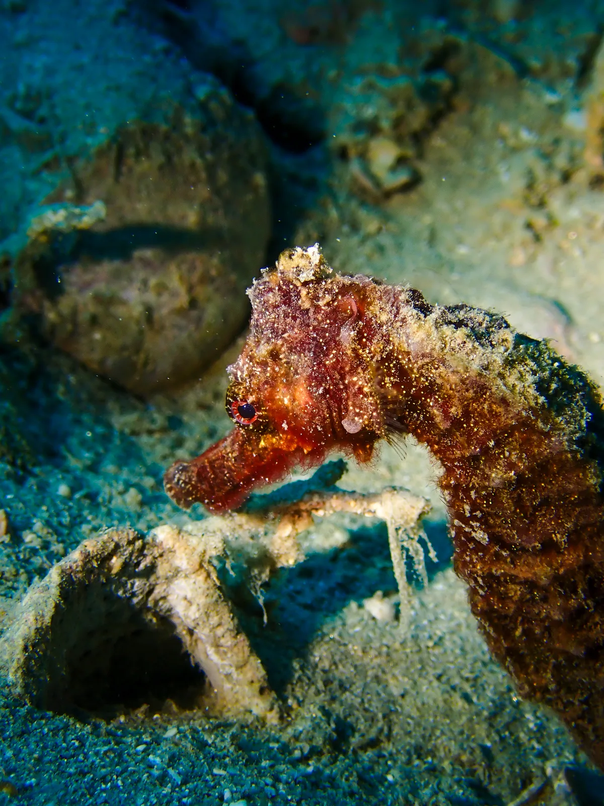 Egyptian seahorse