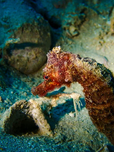 Egyptian seahorse