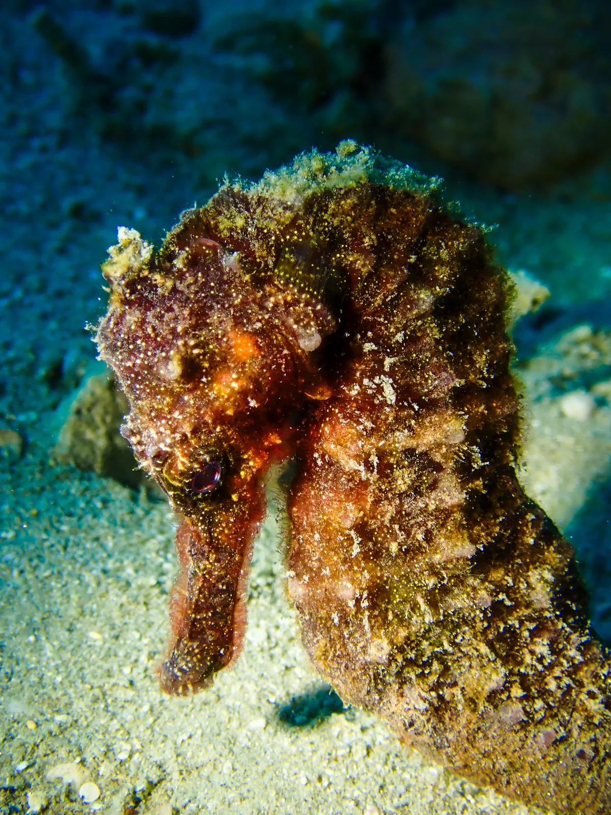 Egyptian seahorse