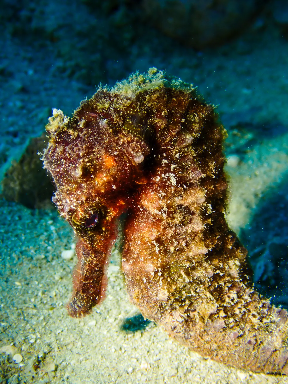 Egyptian seahorse