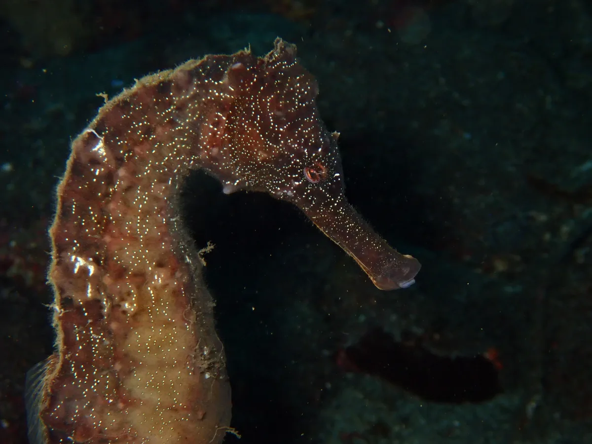 Hippocampus kelloggi - Shizuoka, JP