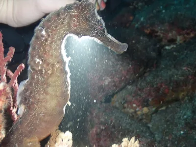Hippocampus kelloggi - Shizuoka, JP