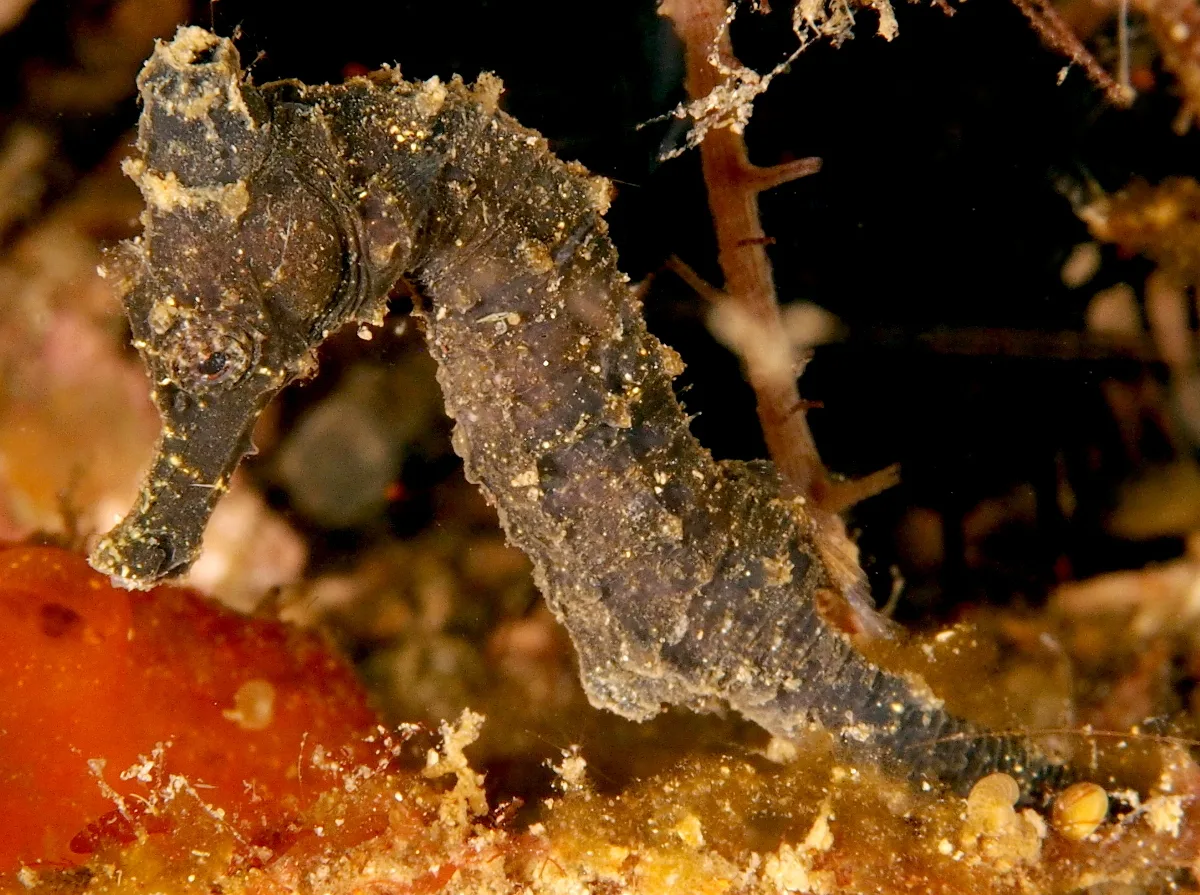 Hippocampus kelloggi - Philippines