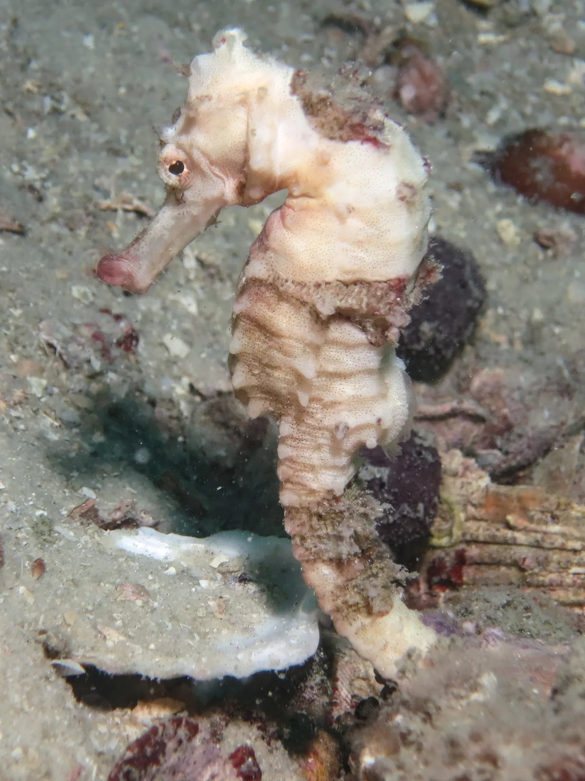Hippocampus kelloggi - Platypus Bay, Fraser Island, QLD