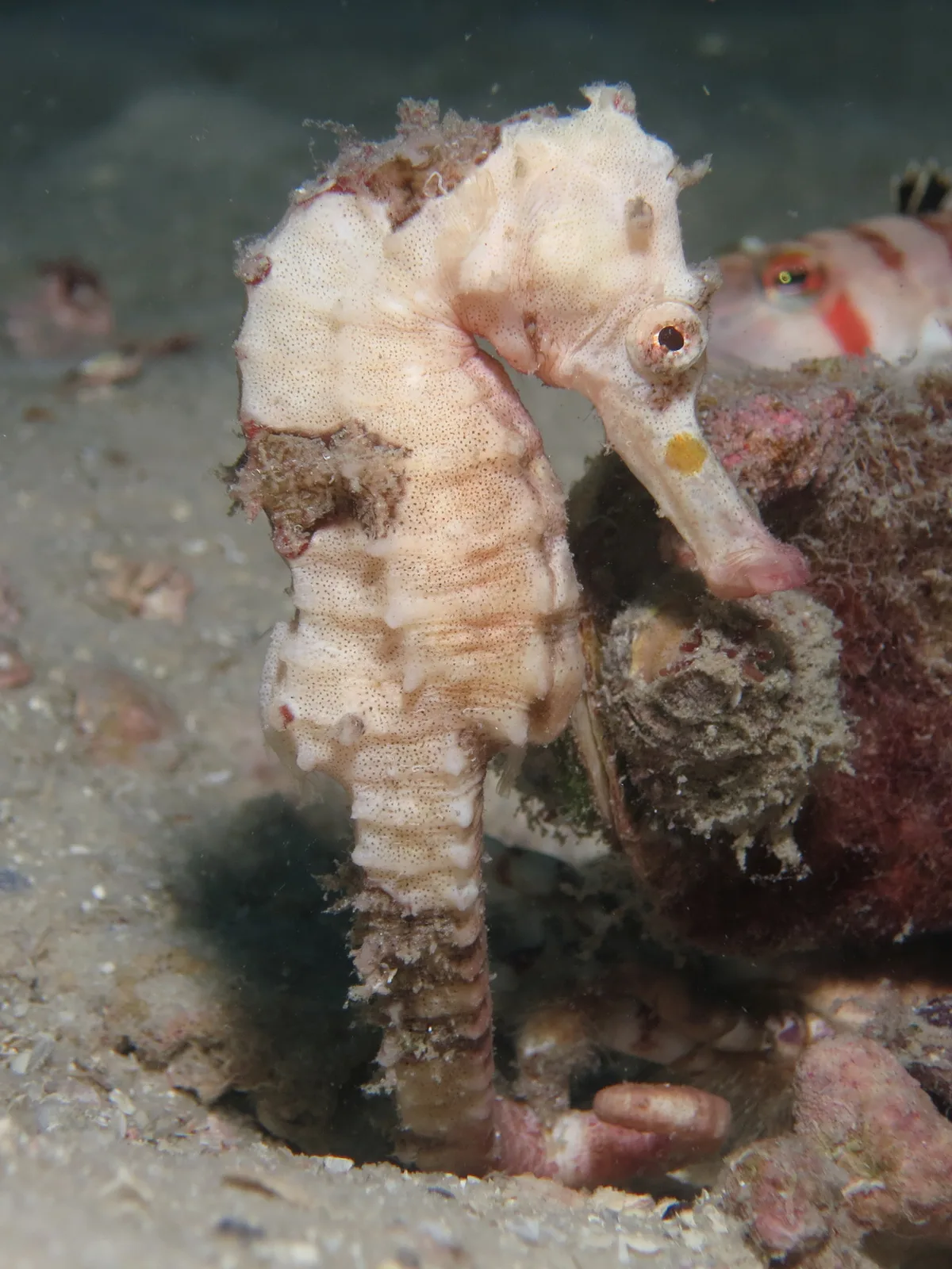 Hippocampus kelloggi - Platypus Bay, Fraser Island, QLD