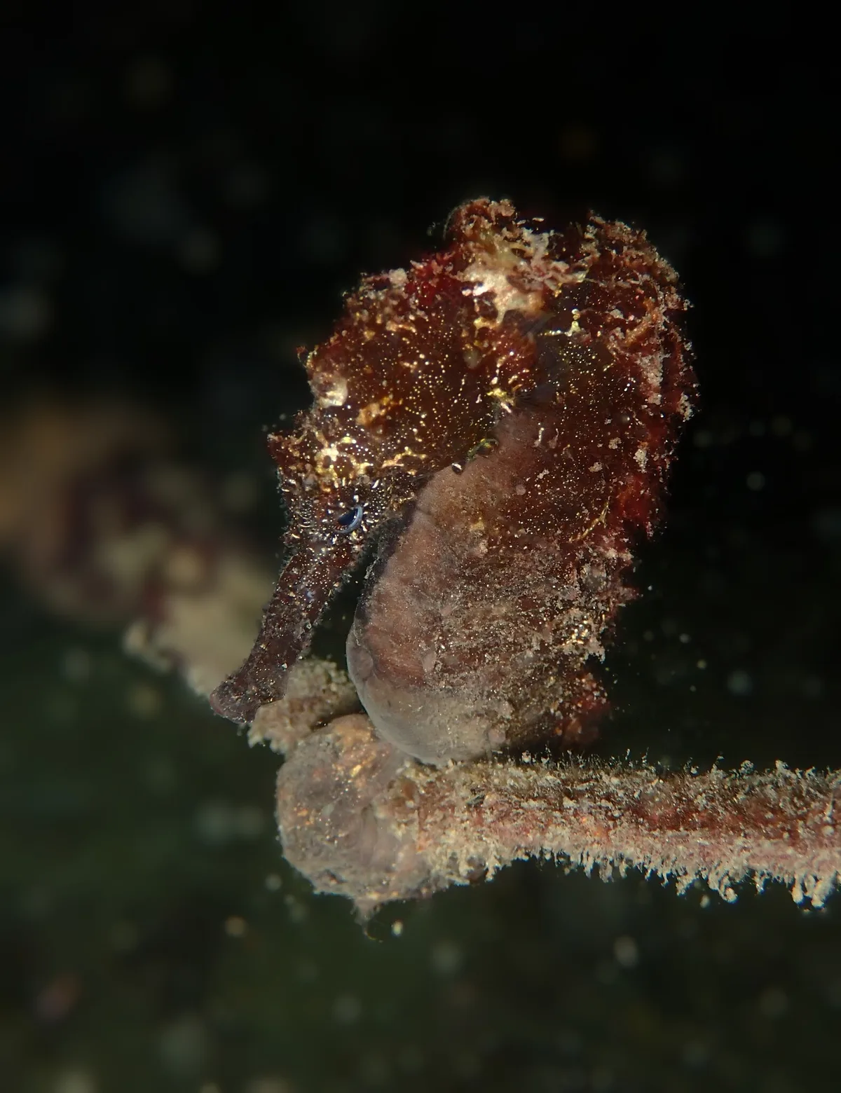 Hippocampus kelloggi - Semporna, MY-SA, MY