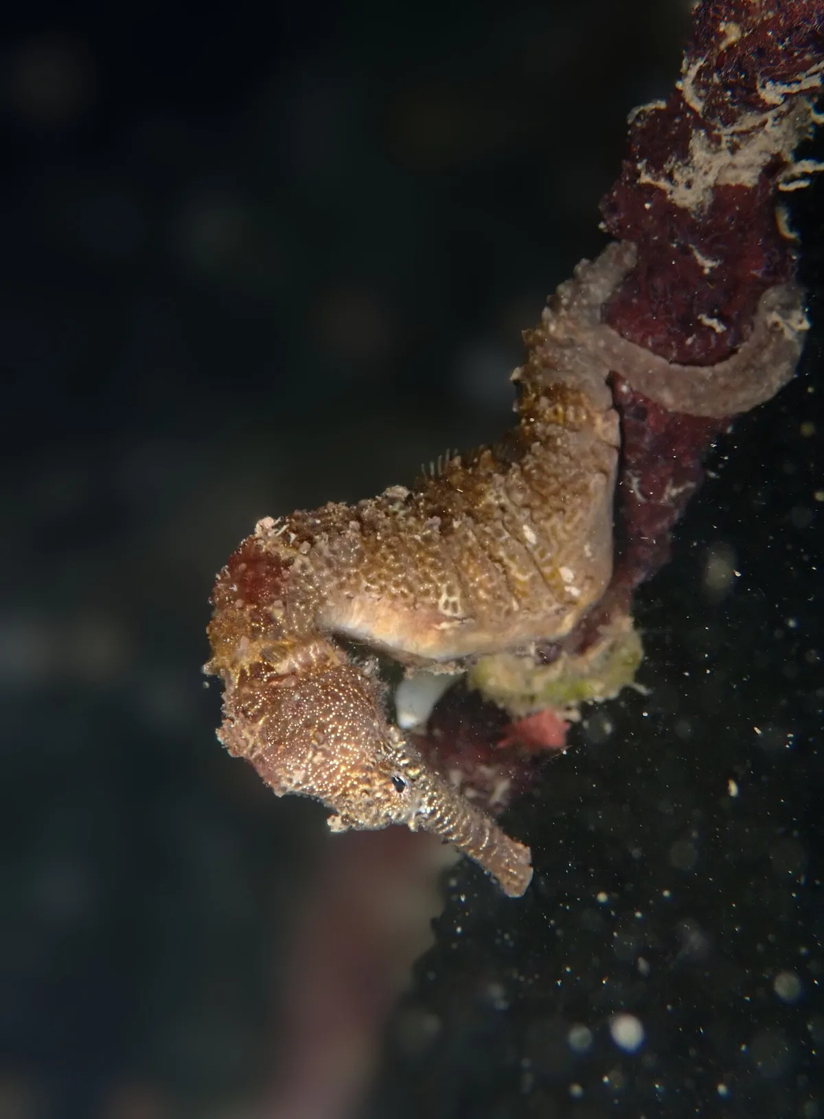 Hippocampus kelloggi - Semporna, MY-SA, MY