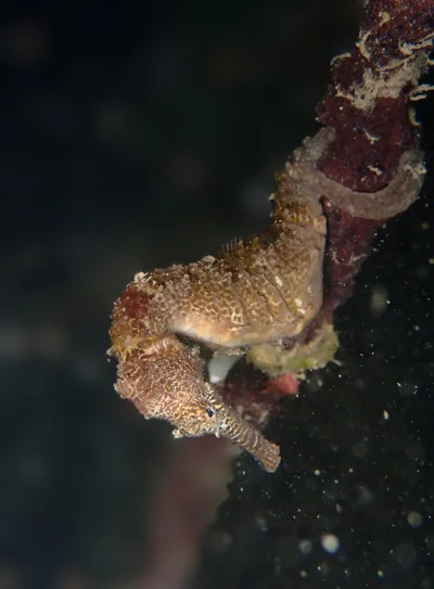 Hippocampus kelloggi - Semporna, MY-SA, MY
