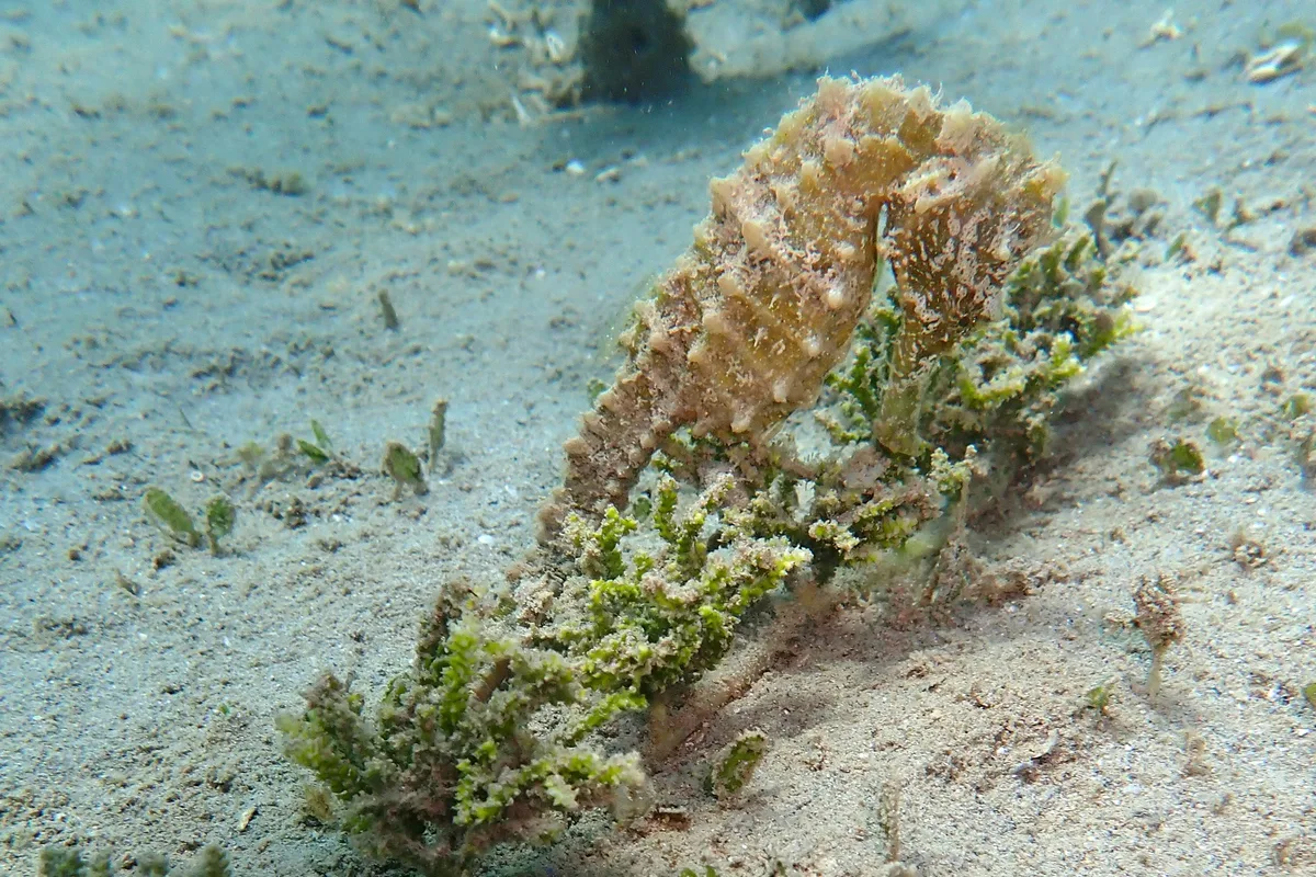 Hippocampus kelloggi - Sud, NC
