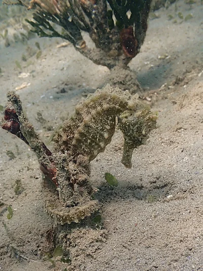 Hippocampus kelloggi - Sud, NC