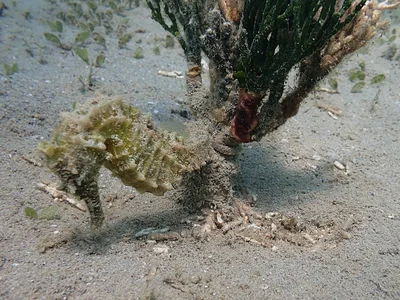Hippocampus kelloggi - Sud, NC