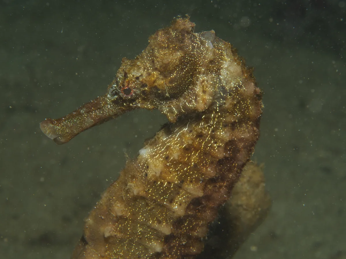 Hippocampus kelloggi - Philippines