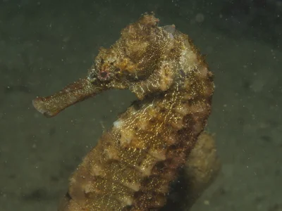 Hippocampus kelloggi - Philippines