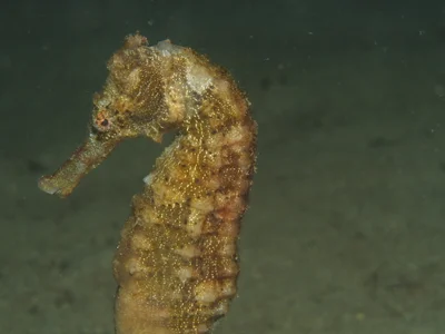 Hippocampus kelloggi - Philippines
