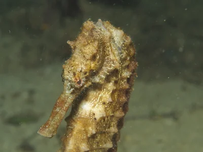 Hippocampus kelloggi - Philippines
