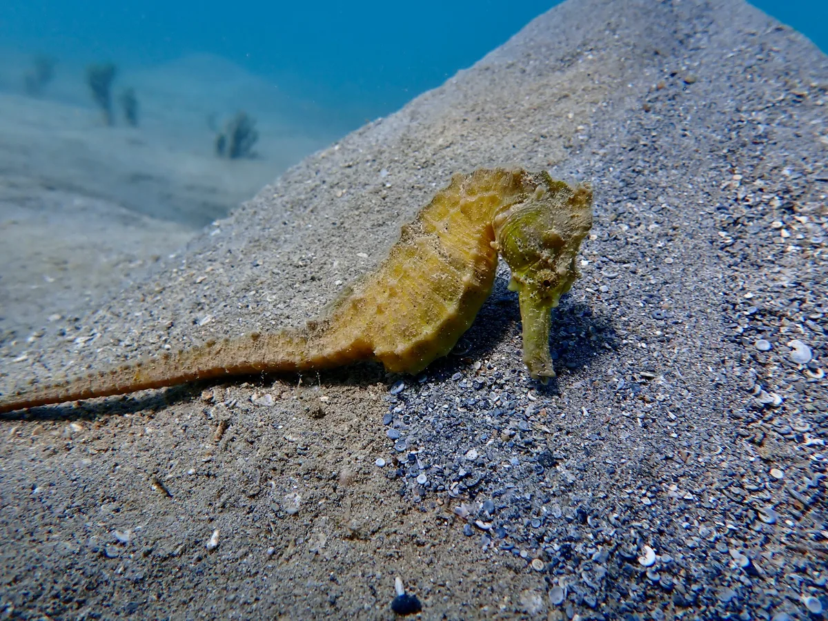 Hippocampus kelloggi - Sud, NC