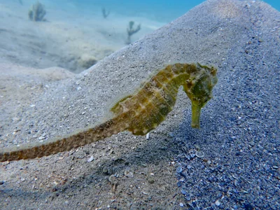 Hippocampus kelloggi - Sud, NC