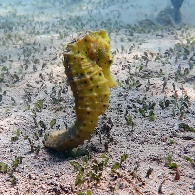 Hippocampus kelloggi - Sud, NC