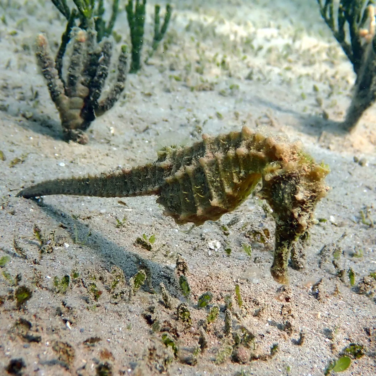 Hippocampus kelloggi - Sud, NC