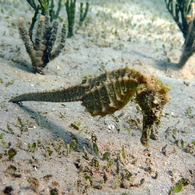 Hippocampus kelloggi - Sud, NC