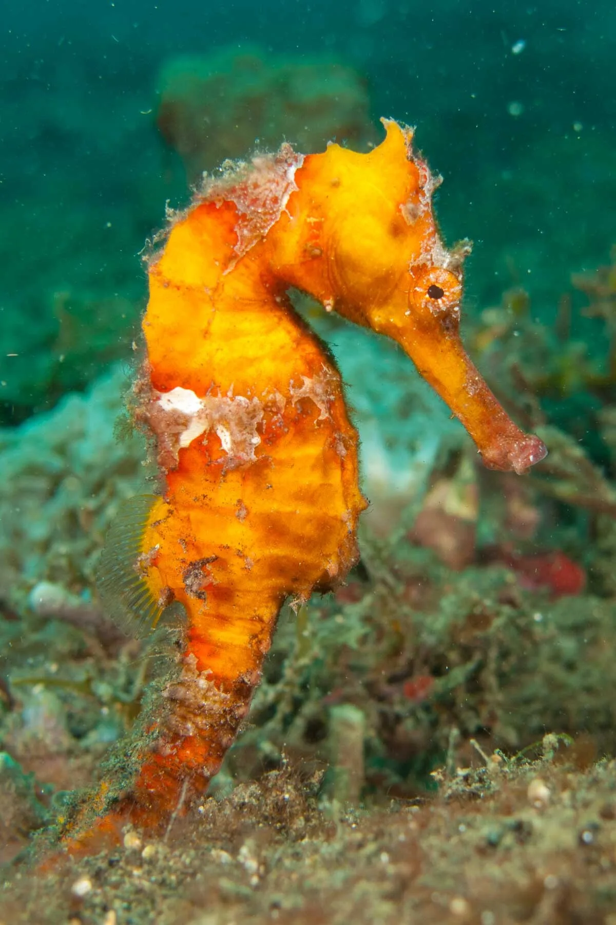 Hippocampus kelloggi - Sulawesi Utara, ID