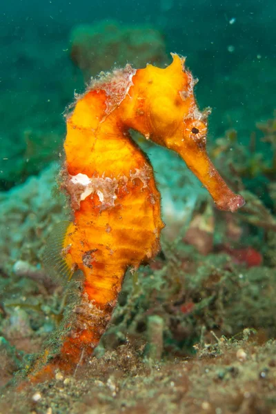 Hippocampus kelloggi - Sulawesi Utara, ID