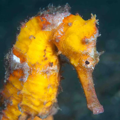 Hippocampus kelloggi - Sulawesi Utara, ID