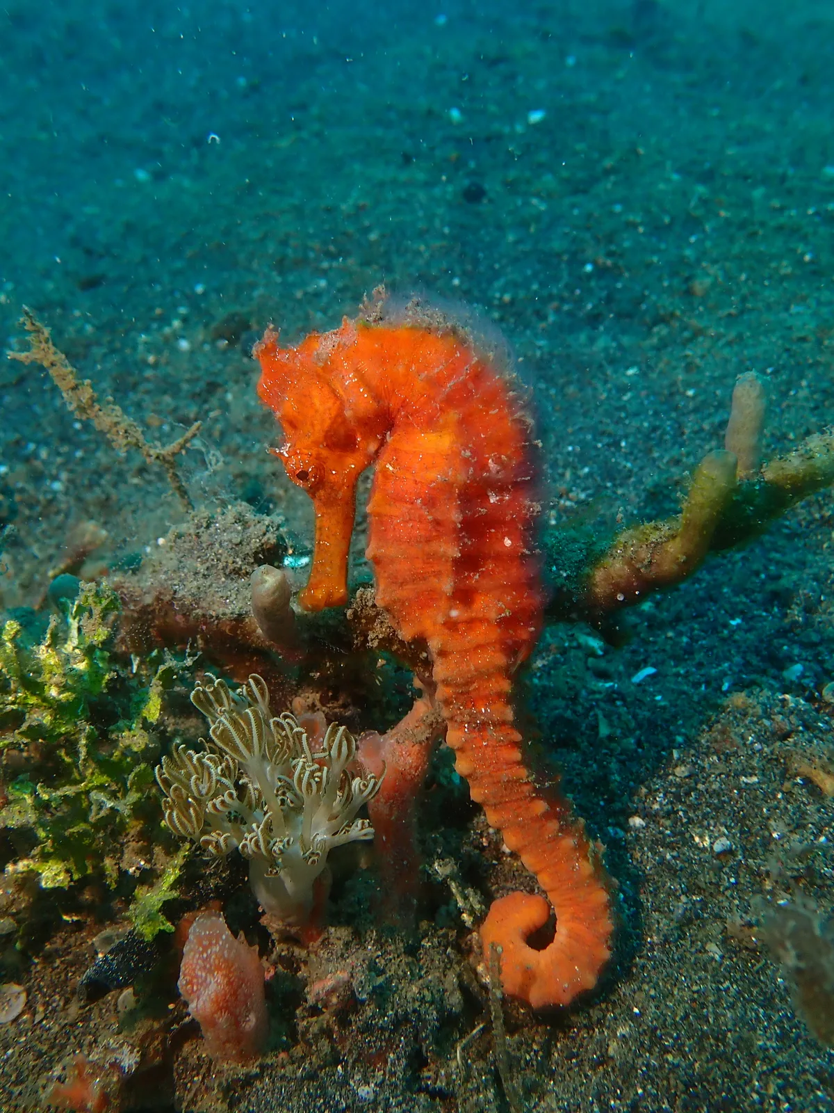 Hippocampus kelloggi - Sulawesi Utara, ID