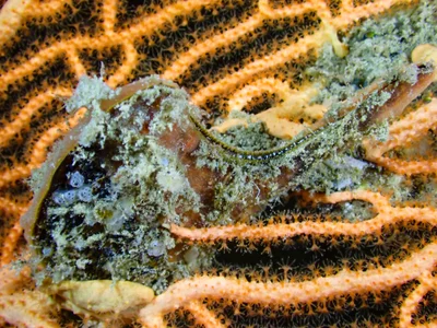 Egyptian Winged Oyster