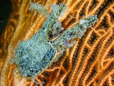Egyptian Winged Oyster