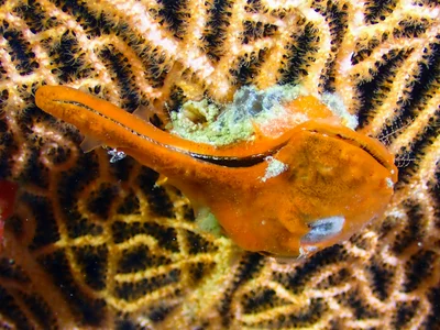 Egyptian Winged Oyster