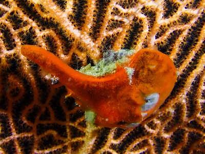 Egyptian Winged Oyster