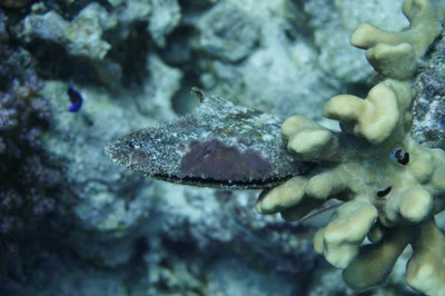 Pteria aegyptiaca - El Fanadir South