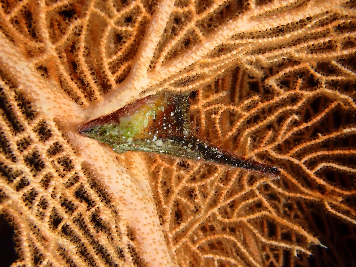 Pteria aegyptiaca - Hurghada 1, Égypte