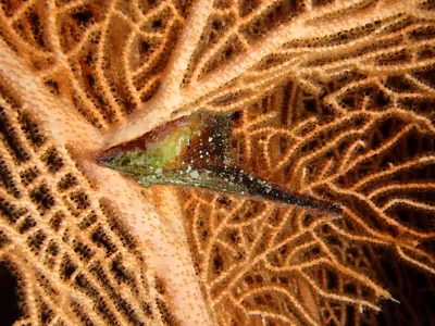 Pteria aegyptiaca - Hurghada 1, Égypte