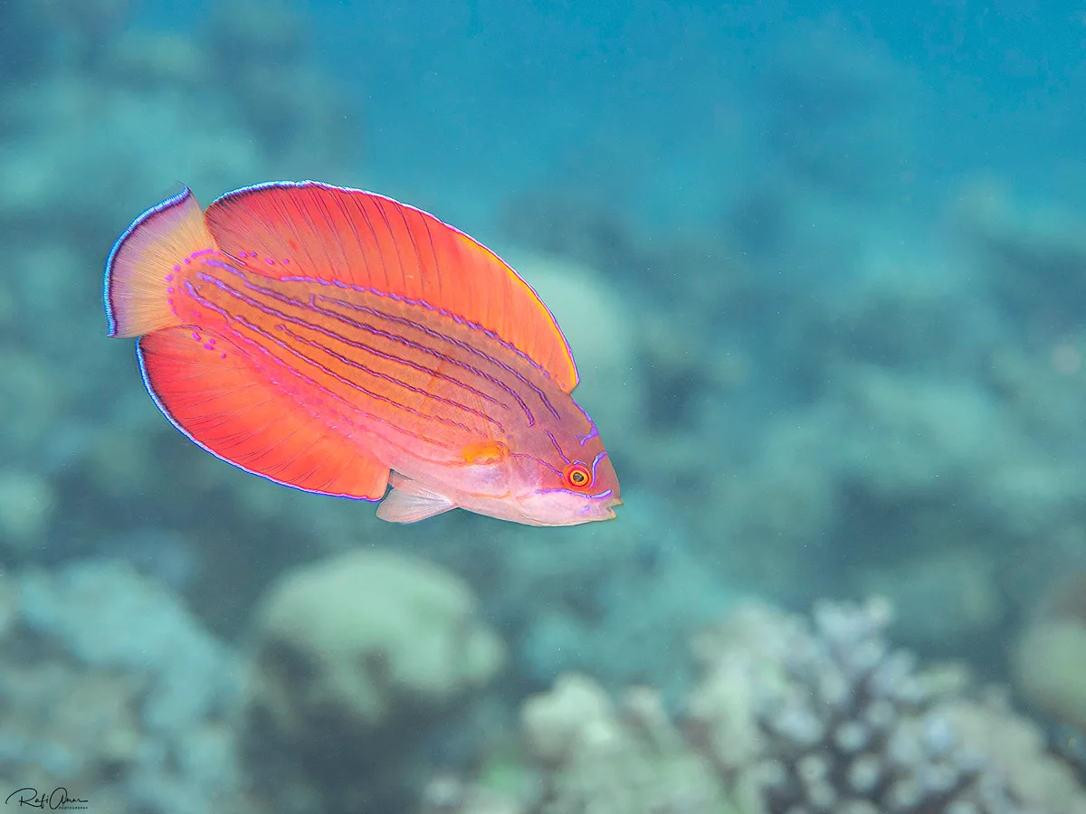 Red Sea Flasher Wrasse - Paracheilinus octotaenia - Male