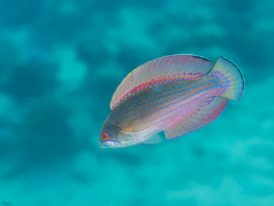 Red Sea Flasher Wrasse - Paracheilinus octotaenia