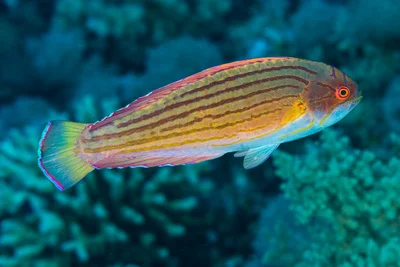Eightline wrasse - Paracheilinus octotaenia - Female