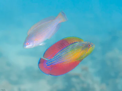 Red Sea Flasher Wrasse - Paracheilinus octotaenia