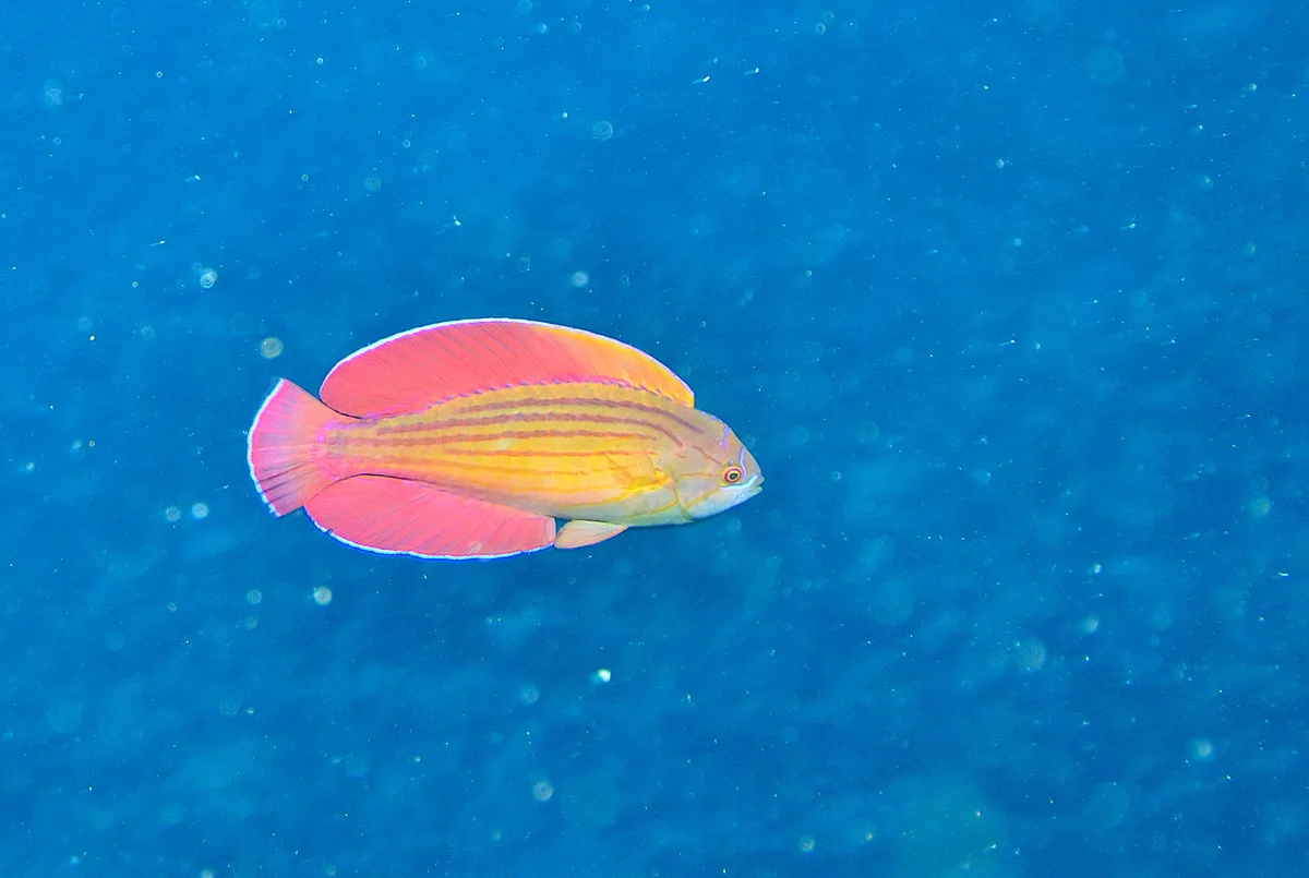 Red Sea Eightline Flasher (Paracheilinus octotaenia)