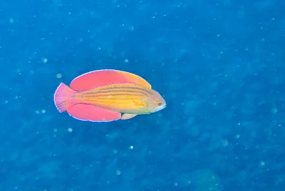 Red Sea Eightline Flasher (Paracheilinus octotaenia)