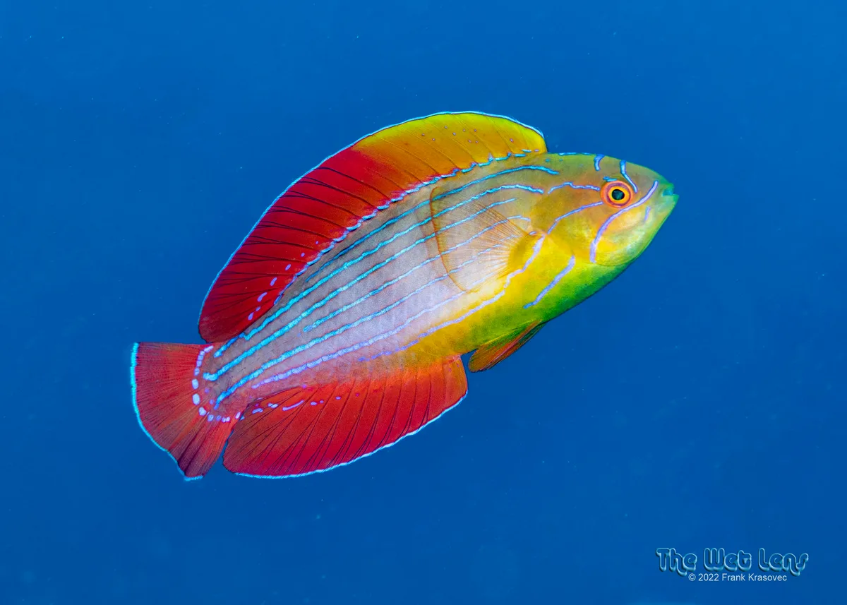Paracheilinus octotaenia - Al-Ghurdaqah, Al Bahr al Ahmar, Egypt
