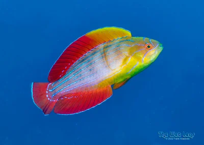 Paracheilinus octotaenia - Al-Ghurdaqah, Al Bahr al Ahmar, Egypt