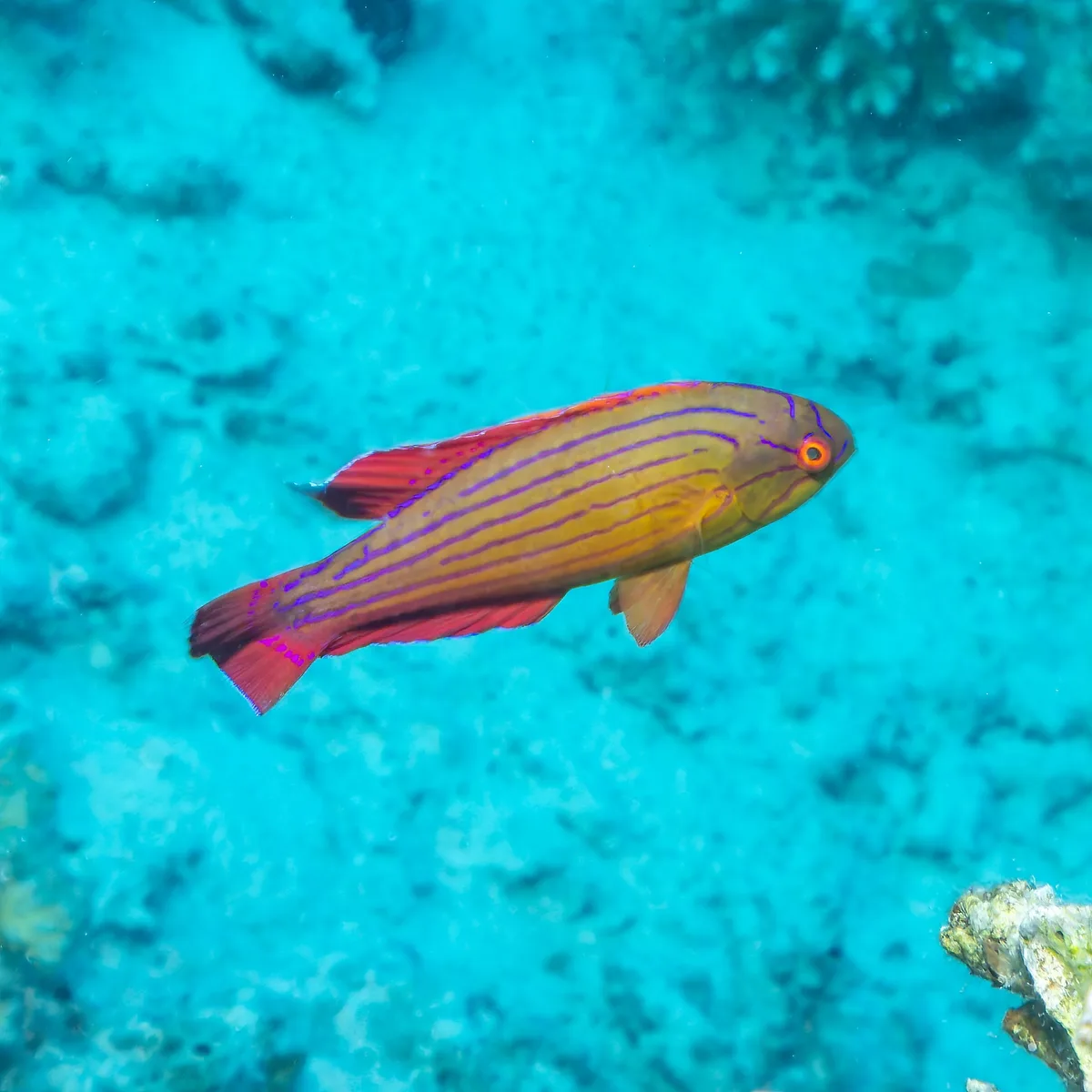 Paracheilinus octotaenia - Al-Ghurdaqah 2, EG-BA, EG