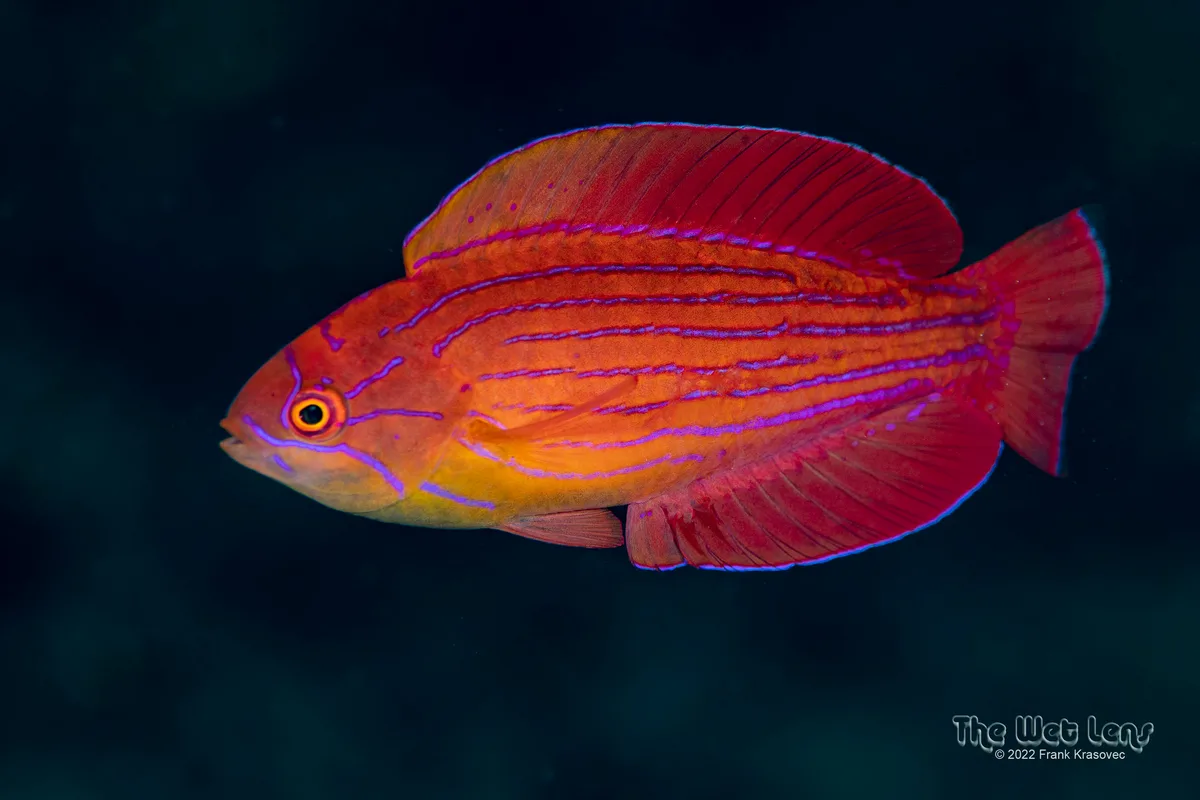 Paracheilinus octotaenia