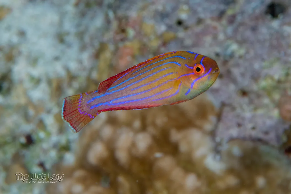 Paracheilinus octotaenia - Ras Mohammed National Park