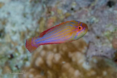 Paracheilinus octotaenia - Ras Mohammed National Park